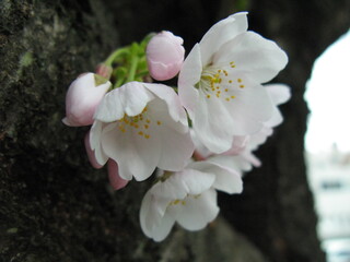 Fototapeta na wymiar 桜と花
