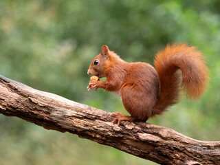 Naklejka na ściany i meble Red Squirrel, Sciurus vulgaris