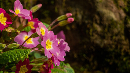 pink and yellow flowers