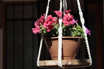 Fototapeta na wymiar Pink flower in a flowerpot. Macrame