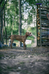Young handsome American Pit Bull Terrier in the summer forest.