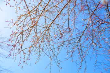 Blooming sakura twigs on a tree against a blue sky on a sunny spring day. Beautiful natural background, selective focus