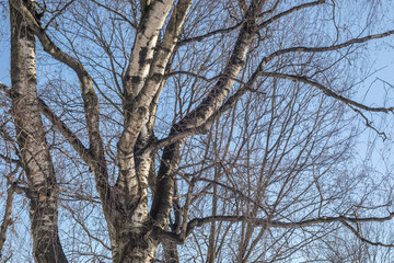 Birch trees without leaves in winter on a background of blue sky. Sunny winter day.