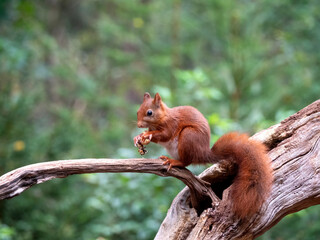 Red Squirrel, Sciurus vulgaris