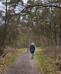 Walking the dog in the forest. Brandeveen Uffelte Drente Netherlands.