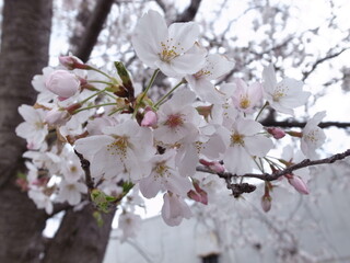桜と花