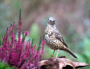 Mistle Thrush, Turdus viscivorus