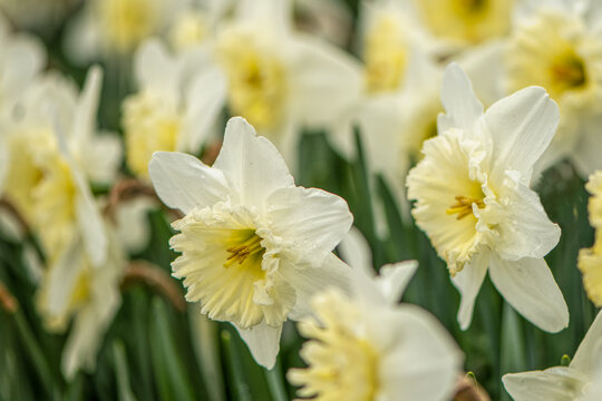 Awesome white Daffodil flowers. The perfect image for spring background, flower landscape.
