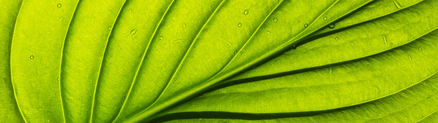 Green leaf texture as background banner panoramic