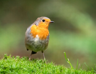 European Robin, Erithacus rubecula