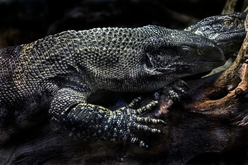 Black-throated monitor. Latin name - Varanus albigularis ionidesi	