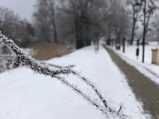 macro gałąź pokryta lodem w zimie