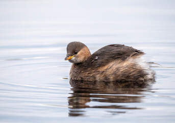 Little Grebe, Tachybaptus ruficollis