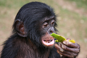 Head portrait of a baby bonobo eating a papaya
