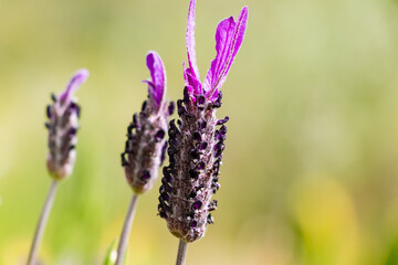 Lavandula stoechas, Spanish lavender or topped lavender or French lavender,flowering plant in the family Lamiaceae,native of Mediterranean countries,including France, Spain, Portugal, Italy and Greece