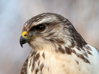 Common Buzzard, Buteo buteo