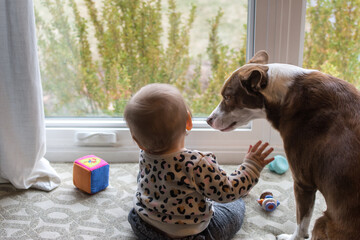 Young toddler child playing with her pet dog on a couch in front of a window
