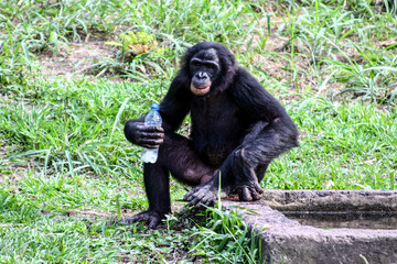 Portrait of a male bonobo