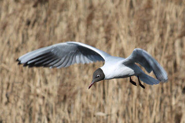 Flying black-headed gull (Chroicocephalus ridibundus) against dry bulrush