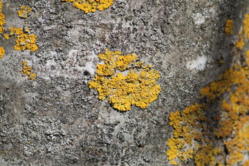Yellow lichen Xanthoria parietina on tree bark, Belarus