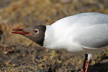 Adult Black-headed Gull in summer (alternate) plumage displaying the forward posture with open mouth. Demonstration of aggression and willingness to attack