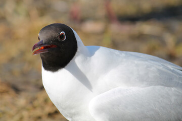 Black-headed gulls (Chroicocephalus ridibundus) in adult summer plumage, Belarus