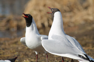 Screaming black-headed gull (Chroicocephalus ridibundus) in adult summer plumage, Belarus