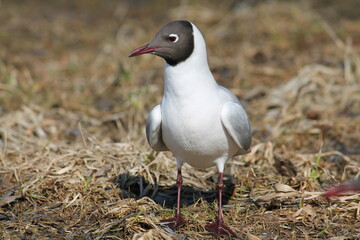Black-headed gulls (Chroicocephalus ridibundus) in adult summer plumage, Belarus