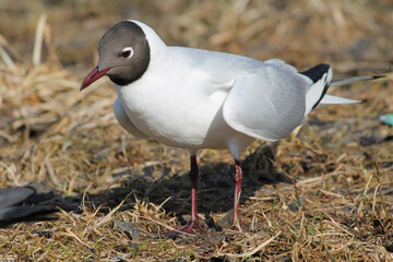Black-headed gulls (Chroicocephalus ridibundus) in adult summer plumage, Belarus