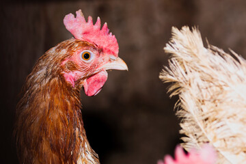 Chicken brown poultry close-up. Farm of organic products