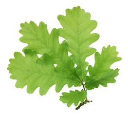 Oak tree leaves isolated on white background