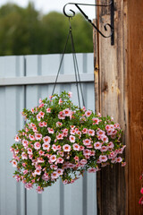 a gorgeous calibrachoa bush in a hanging basket. Pink flowers with red and yellow throat