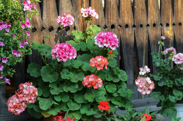 multicolored geranium flowers on wooden rustic background