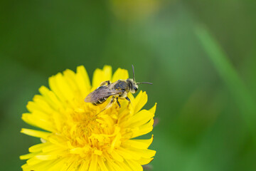 Mining Bee on Dandelion Flowers in Springtime