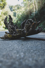 Folha Morta na estrada