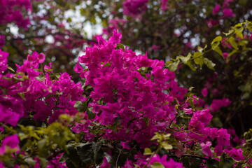 close-up view of beautiful pink Bougainvillea flowers in the garden