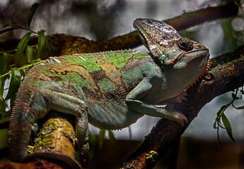 Veiled chameleon or yemen helmeted chameleon. Latin name - Chamaeleo calyptratus  © Mikhail Blajenov