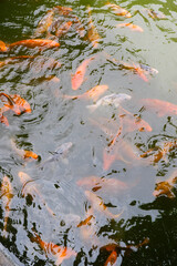 Fototapeta na wymiar Beautiful goldfish in the fish pond