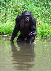 Portrait of a sitting male bonobo