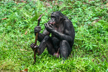 male bonobo sitting with a staff