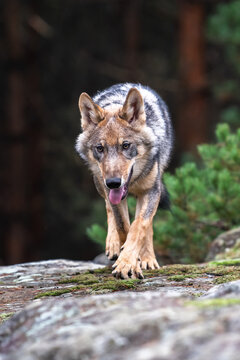 Lone wolf (Canis lupus) running in autumn forest Czech Republic