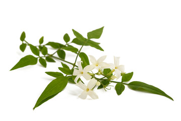Jasmine plant with flowers