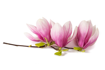 Naklejka na ściany i meble Pink Magnolia flowers