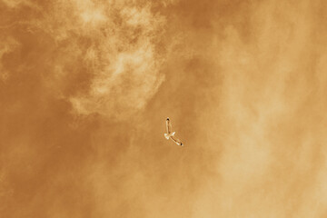 Old sepia brown vintage photo. Small Ivory gull flies in the blue cloudy sky. Minimalism