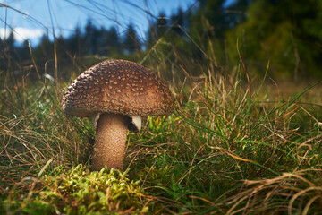 Amanita rubescens