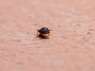 Adult Big-eyed Bug