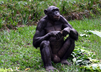 Portrait of a sitting male bonobo