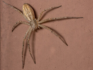 Running Crab Spider