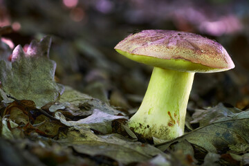 Butyriboletus regius