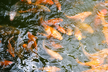 Obraz na płótnie Canvas Top view fish pond that contains a lot of goldfish